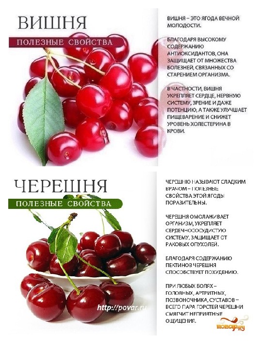 Терн: полезные свойства и противопоказания, витамины, минеральный состав, калорийность - onwomen.ru