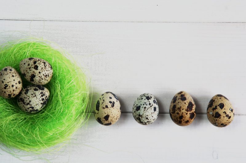 Перепелиные яйца: польза и вред, как принимать перепелиные яйца?