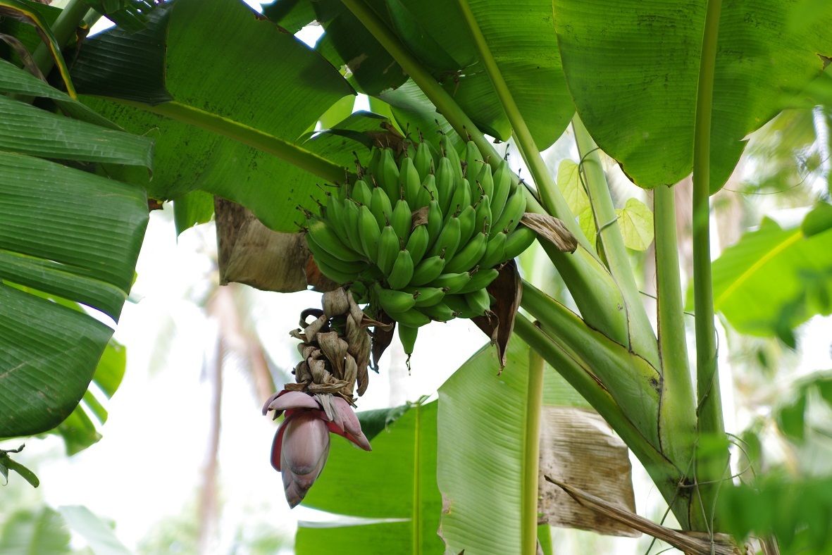 Как хранить бананы, чтобы они не чернели: дома и в магазине, правила