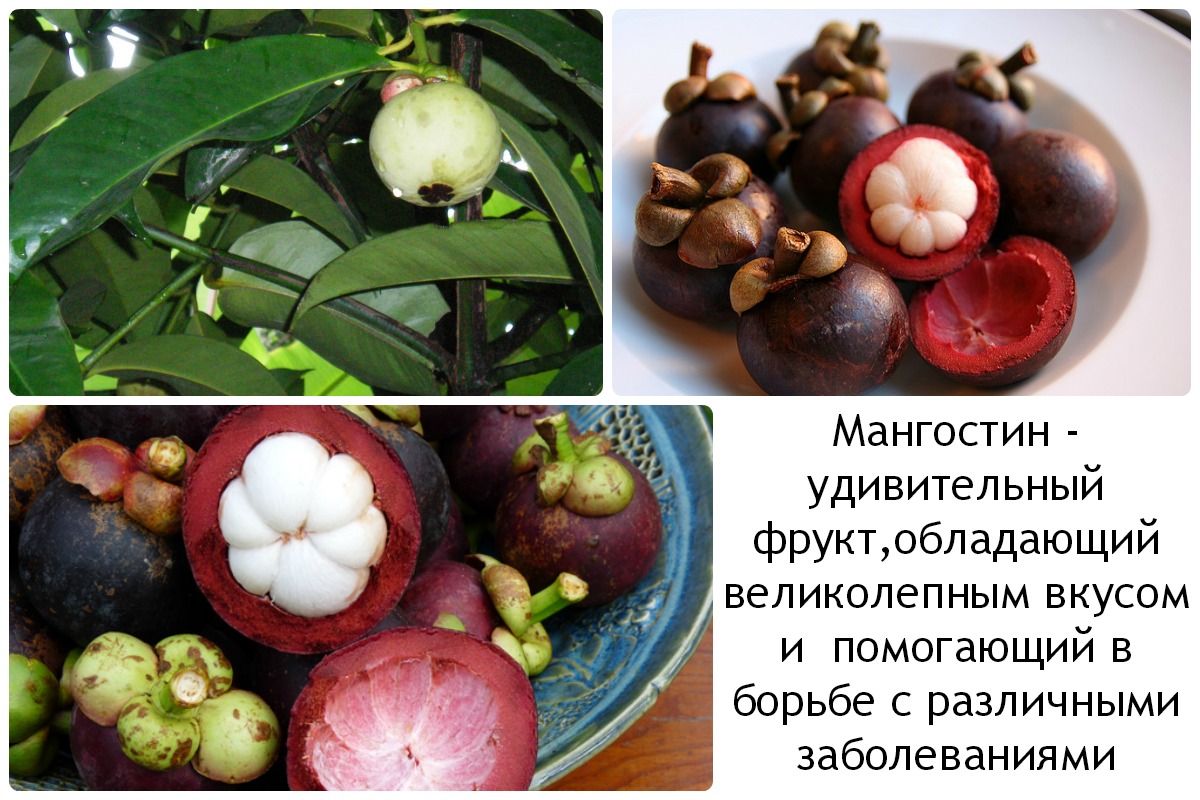 Мангостин: полезные свойства и вред экзотического фрукта