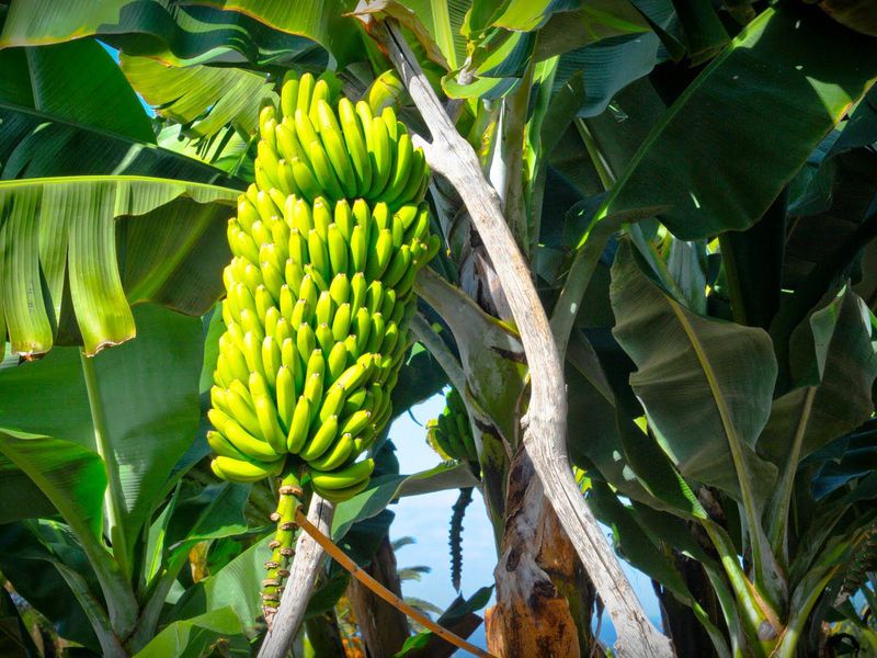 Банан: полезные свойства и вред, калорийность, состав, виды и как хранить
