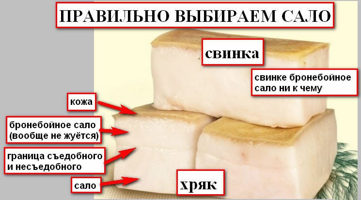 Свиной шпик или сало, описание пользы и вреда продукта, его калорийность и рецепты с ним
