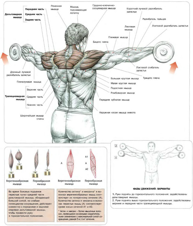 Дельтовидная мышца плеча где находится анатомия и функции дельт
