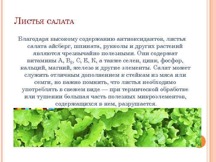 Листья салата: польза и вред для здоровья, калорийность, заготовка