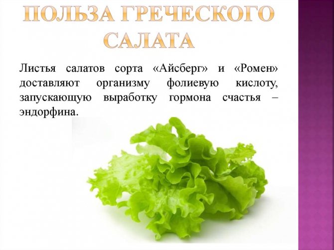 Салат чука (водоросли): польза и вред, калорийность