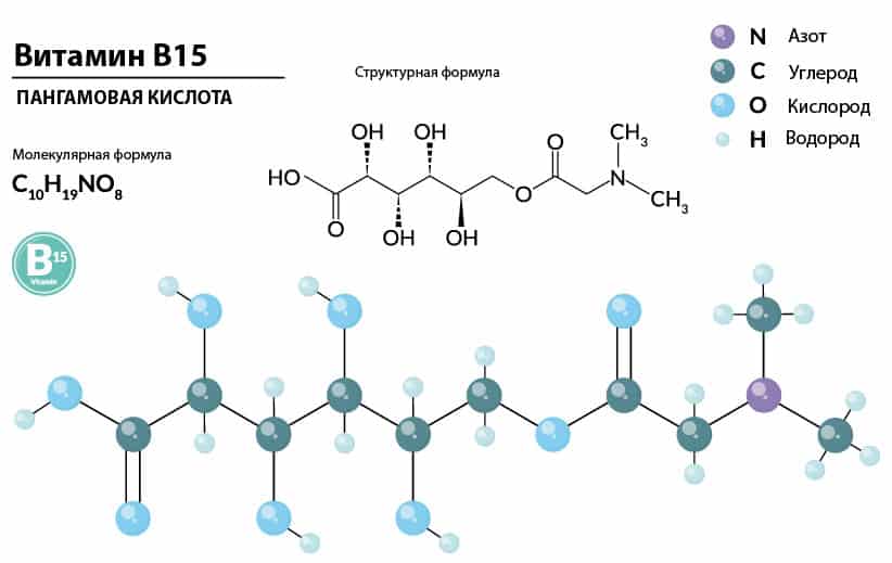 Витамин в15 (пангамовая кислота) инструкция по применению в каких продуктах содержится