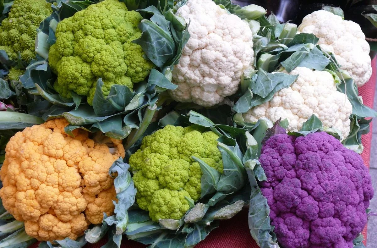 Что приготовить из цветной капусты: 6 моих любимых рецептов