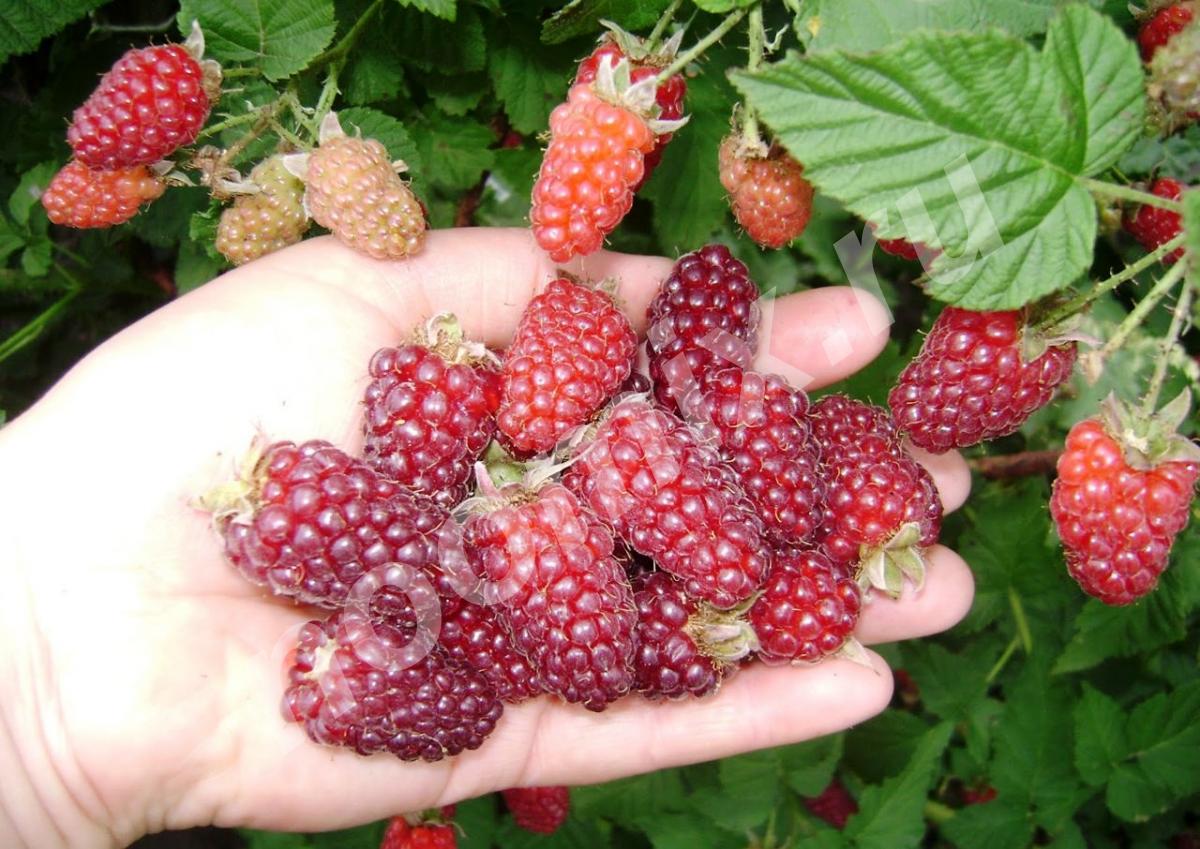 Клюква: свойства, польза и вред рубиновой ягоды. калорийность и область применения клюквы: кому она полезна, а кому — вредна