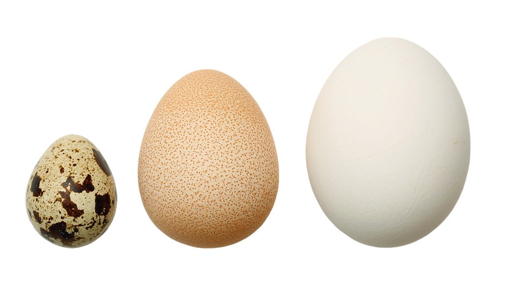Яйца цесарки: огромная польза и минимальный вред для здоровья человека