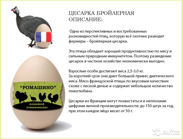 Яйца цесарки: фото, полезные свойства, цена, калорийность