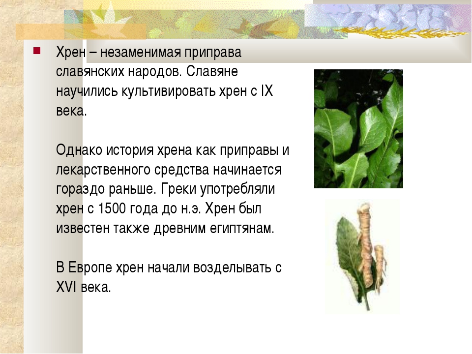 Хрен: польза и вред для здоровья, как выглядит растение и как почистить, виды (васаби), влияние на мужчин, состав, противопоказания