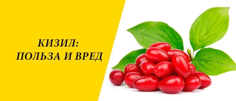 Кизил ягода: полезные свойства, противопоказания, рецепты