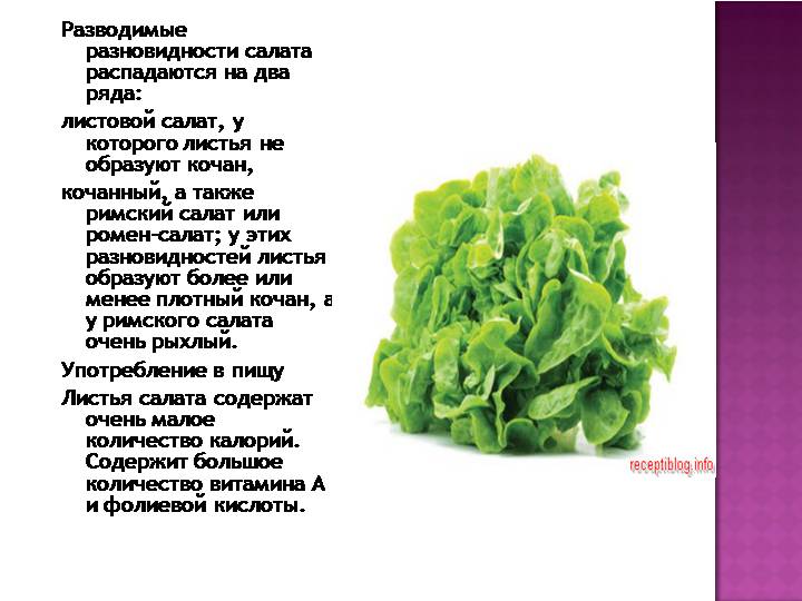Маслины – польза и вред - свойстава и калорийность, польза и вред на your-diet.ru