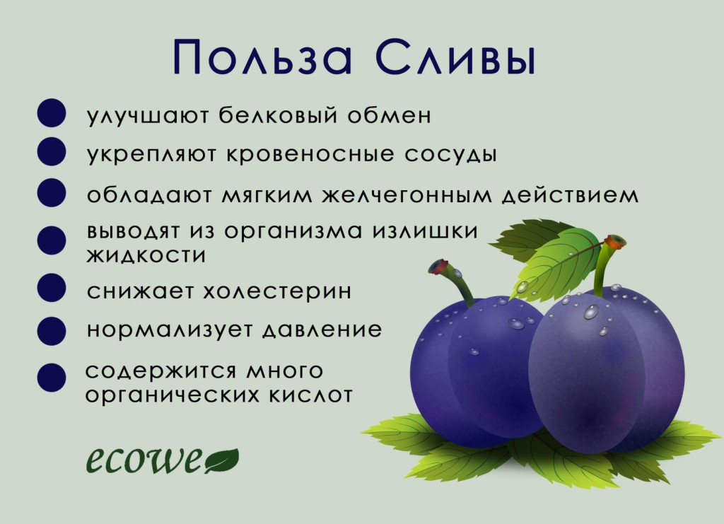 Сливы: чем полезны для организма, калорийность :: syl.ru