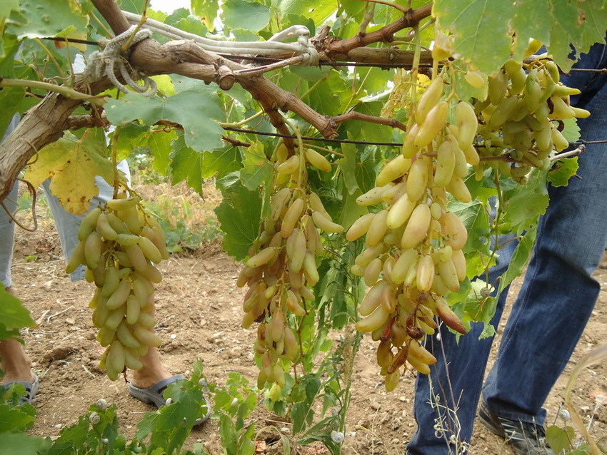 Белый виноград - описание пользы и вреда; использование в кулинарии и для приготовления вина