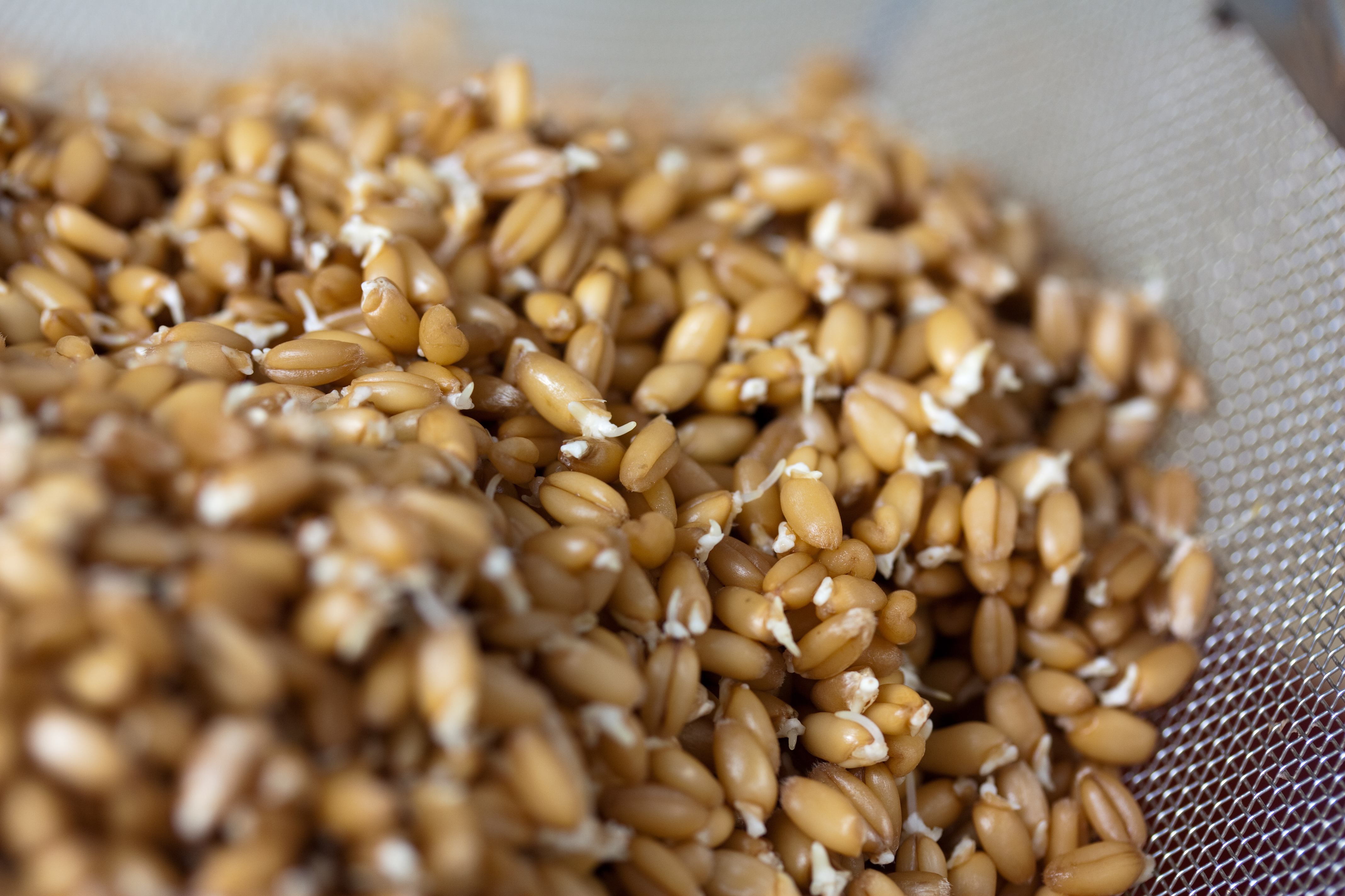 Пророщенная пшеница и ее польза и вред для здоровья человека, советы врачей по нормам и использованию зерен