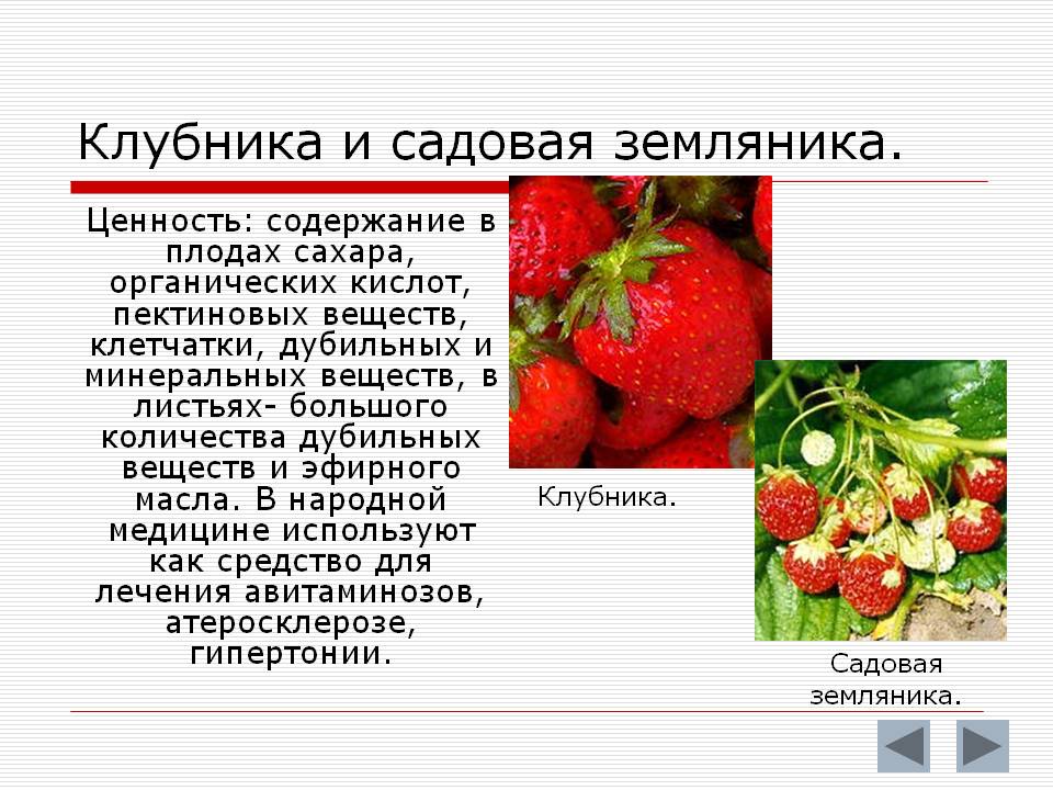Земляника: польза и вред для здоровья, чем полезна для организма человека, какие витамины содержатся в ягодах, состав, калорийность