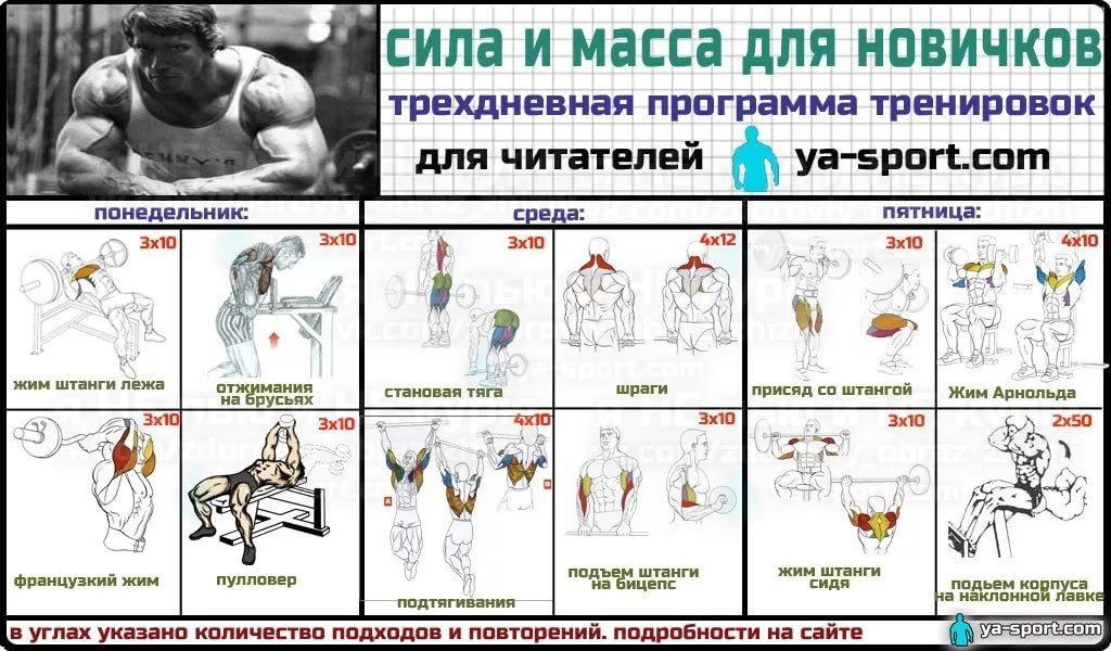 Программа тренировок в зале • тренировки и упражнения в тренажерном зале ⋙ ua-football ᐉ ua-футбол