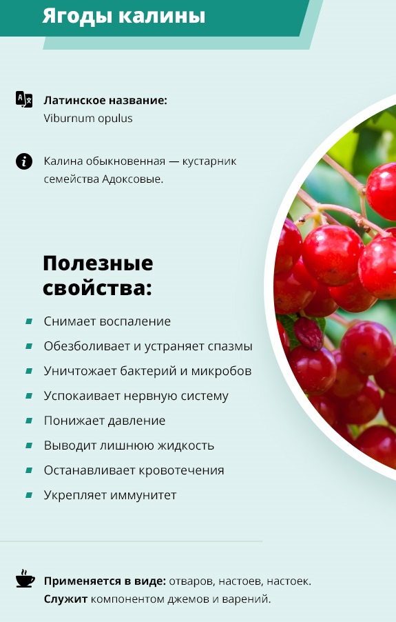 Калина: полезные свойства и противопоказания | официальный сайт – “славянская клиника похудения и правильного питания”