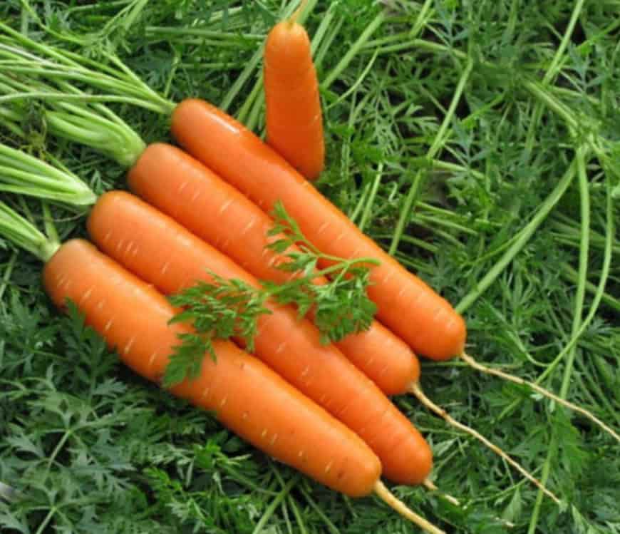Морковь - раннеспелая и позднеспелая, сорта