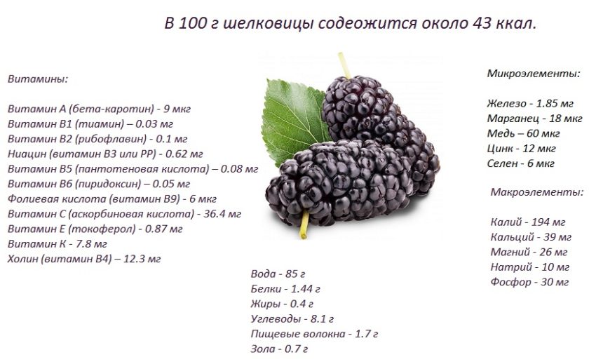 Шелковица сушёная: полезные свойства и противопоказания для женщин, как правильно сушить и вялить ягоды, фото