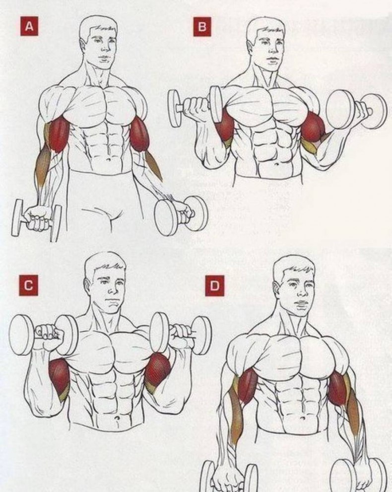 Как быстро накачать большие руки: лучшие упражнения и программа тренировки мышц рук