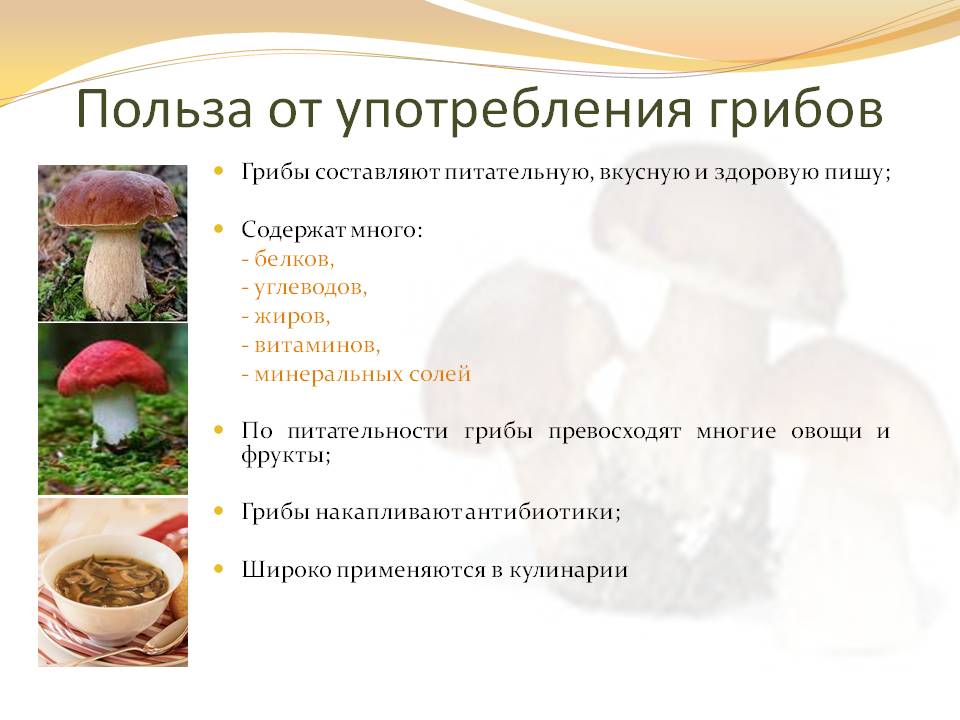 Трюфель - описание гриба с фото, его калорийность