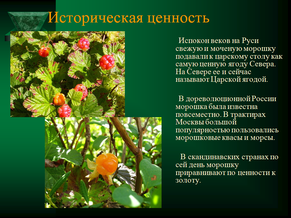 Морошка: полезные свойства, описание ягоды и растения, что это такое и где растет, противопоказания и калорийность