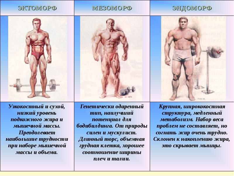 Типы телосложения человека (эктоморф, мезоморф, эндоморф): как определить?