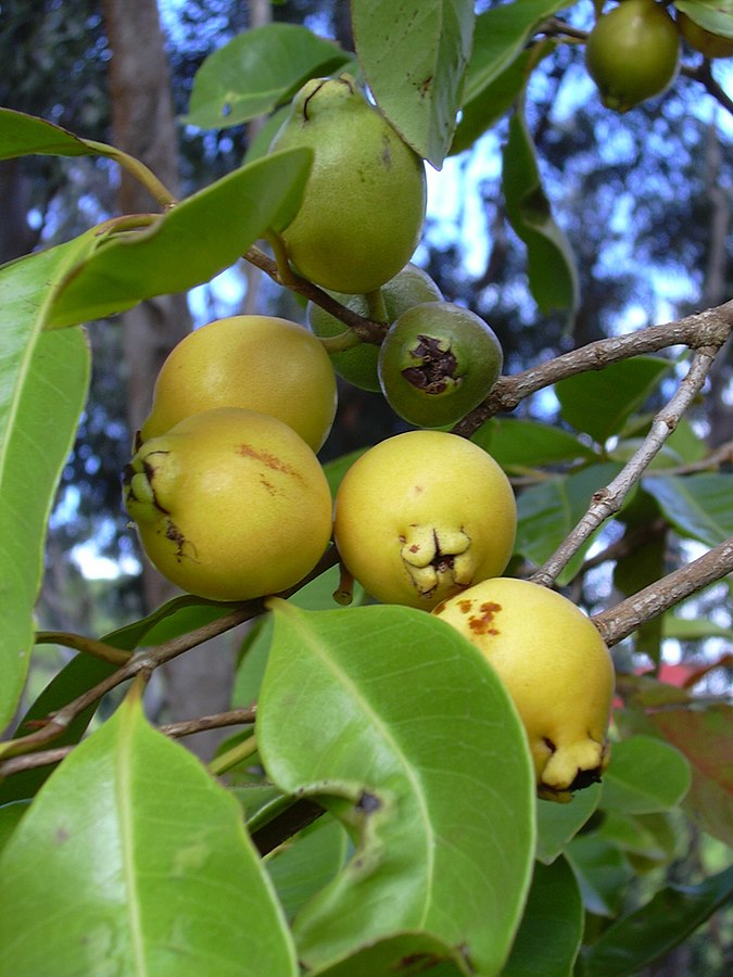 Айва - необычный фрукт, произрастающий преимущественно на тропических и субтропических территориях Нередко эти плоды называют яблоками, но к этому семейству они не относятся Выбрать хорошие фрукты не сложно, но заранее следует изучить некоторые нюансы