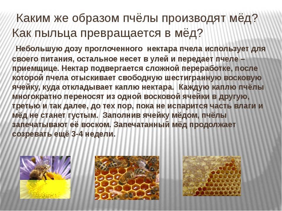 Пыльца пчелиная: полезные свойства, как принимать, противопоказания, что такое обножка