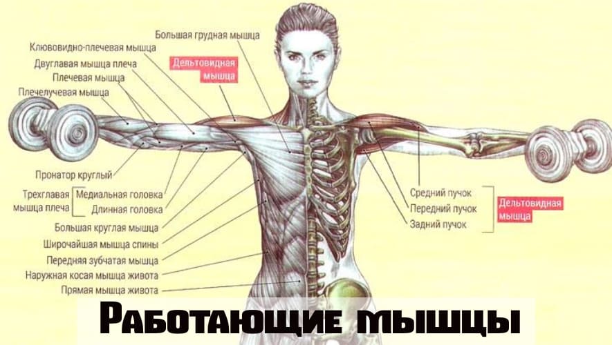 Для чего нужно плечо. Мышцы поднимающие руку встопону. Отведение руки в сторону мышцы. Махи в стороны мышцы. Разведение гантелей в стороны мышцы.