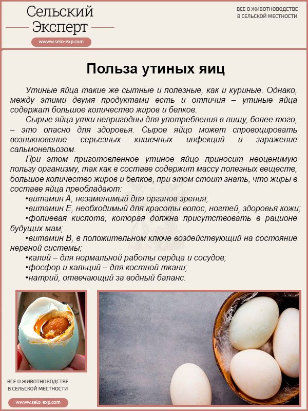 Гусиные яйца: польза, в чем вред, как готовить, хранить, таблица состава, противопоказания