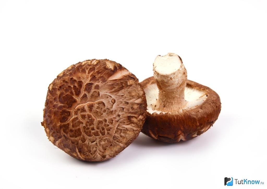 Польза и вред загадочных грибов шиитаке, применение в повседневной жизни