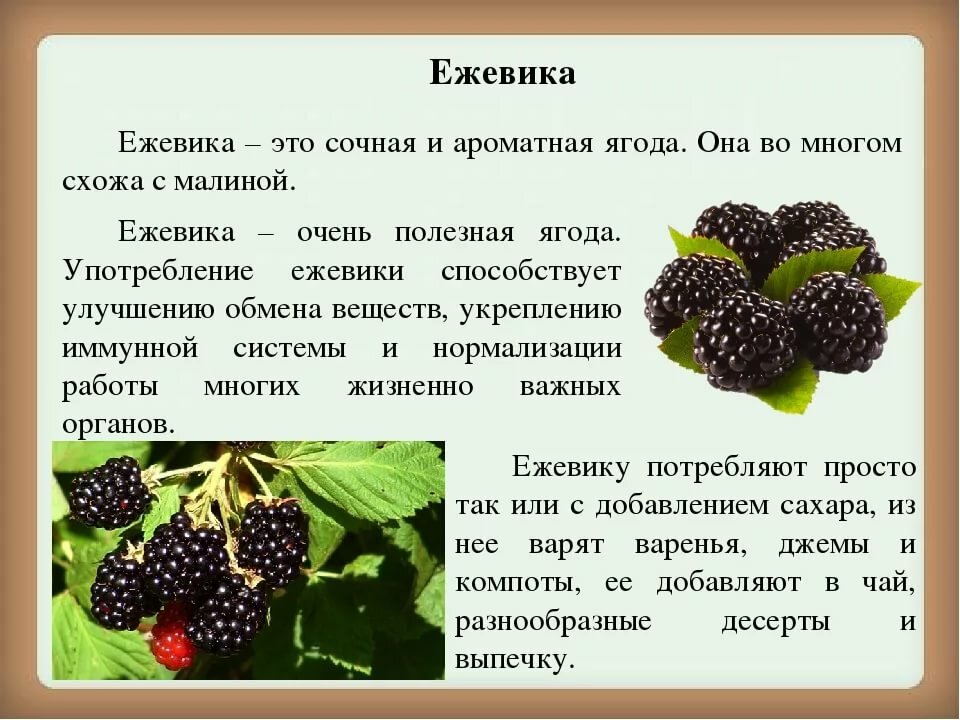 Шелковица (тутовник) полезные свойства, описание ягоды