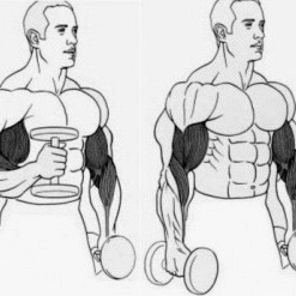 Лучшие комплексы упражнений с гантелями для мужчин в домашних условиях на все группы мышц
