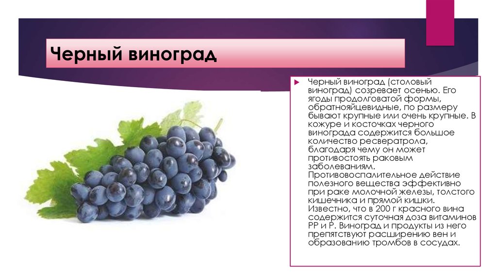 Виноград фиолетовый ранний описание, фото, отзывы