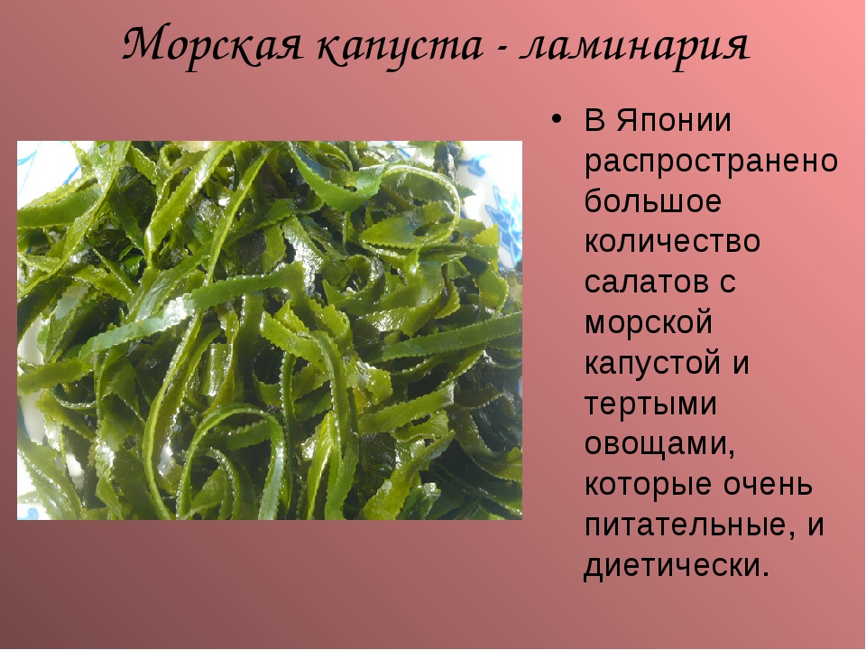 Морская капуста (ламинария) – описание, где растет водоросль