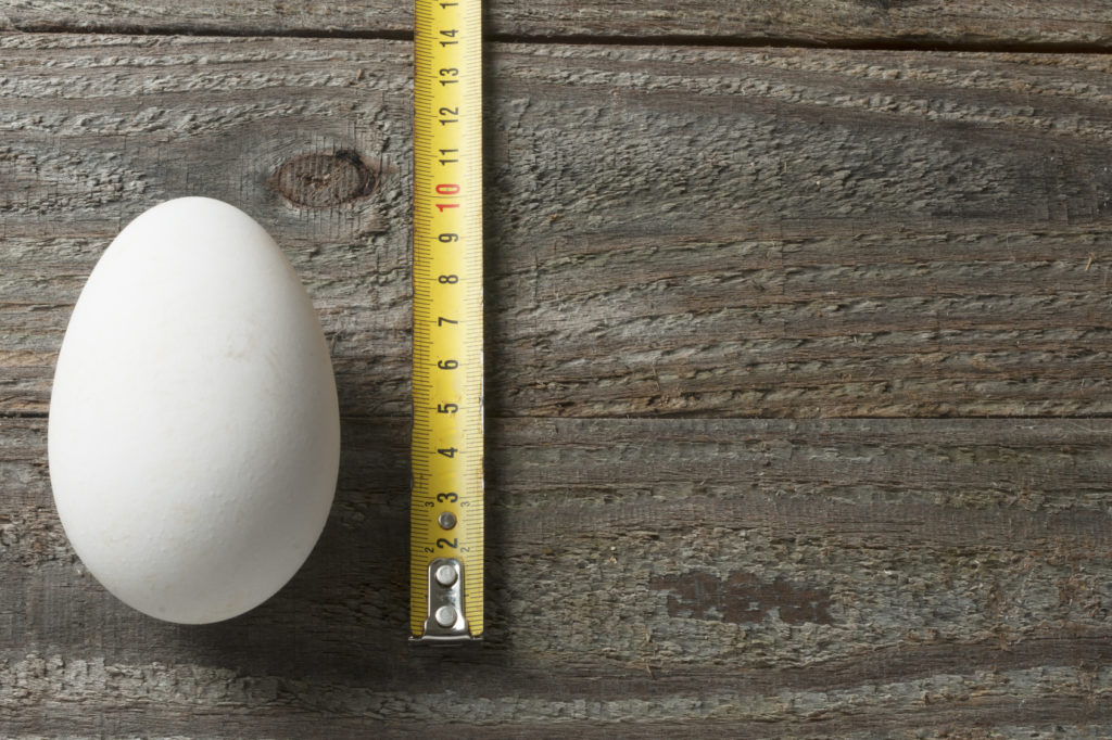Гусиные яйца: состав, калорийность, польза и вред, инкубация
