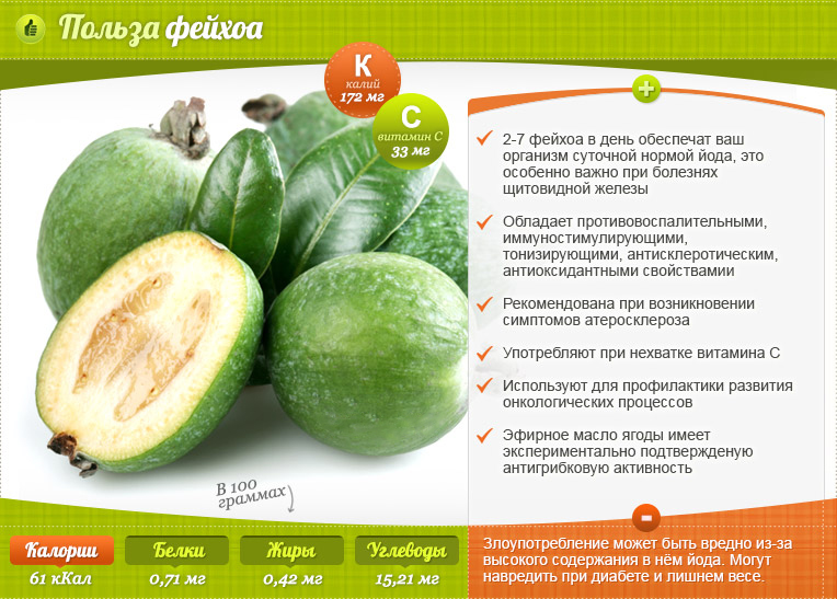 Фейхоа: полезные свойства и противопоказания фрукта для организма, для щитовидки, калорийность