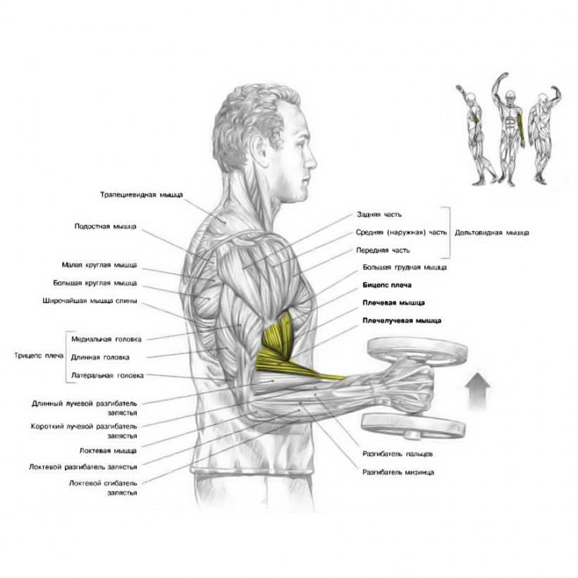 Тренировка плеч на массу: программа тренировок в тренажёрном зале