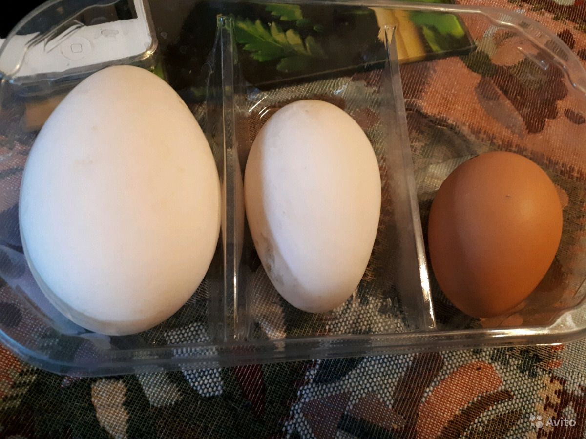 Цесариные яйца – польза и отличие от куриных: чем уникален продукт