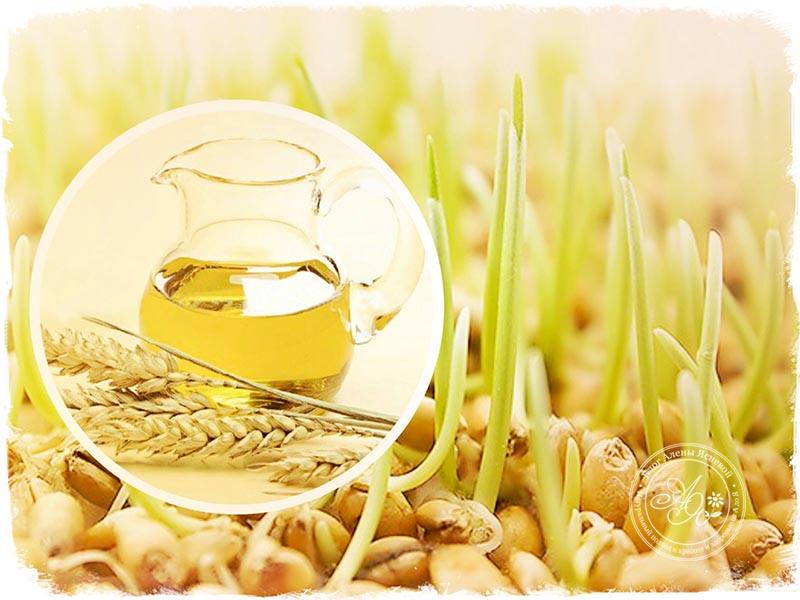 Масло зародышей пшеницы - полезные и опасные свойства