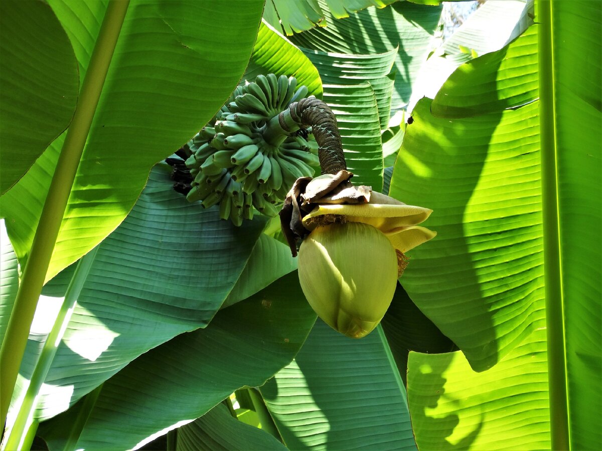Как хранить бананы спелые и зеленые – чтобы они долго не чернели