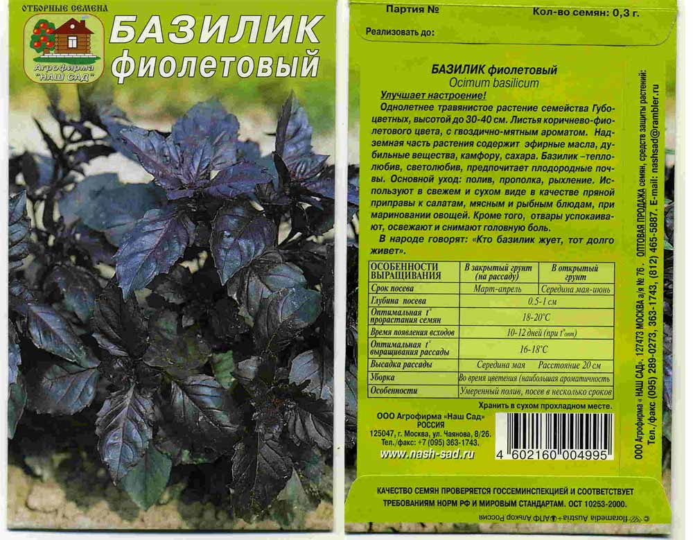 Растение с неповторимым ароматом — базилик: полезные свойства, применение и противопоказания