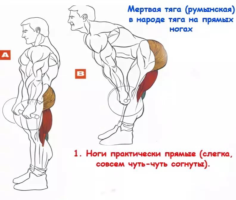 Румынская тяга- техники выполнения со штангой и гантелями