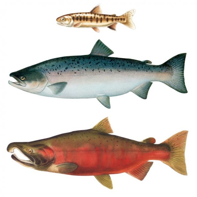 Как выбрать красную рыбу