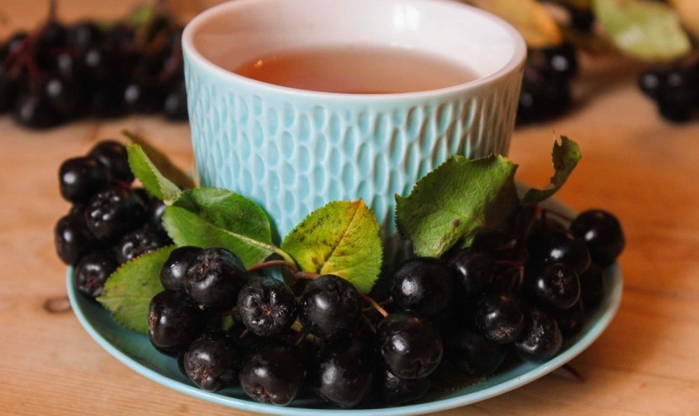 Черноплодная рябина, польза и вред для здоровья, что лечит ягода