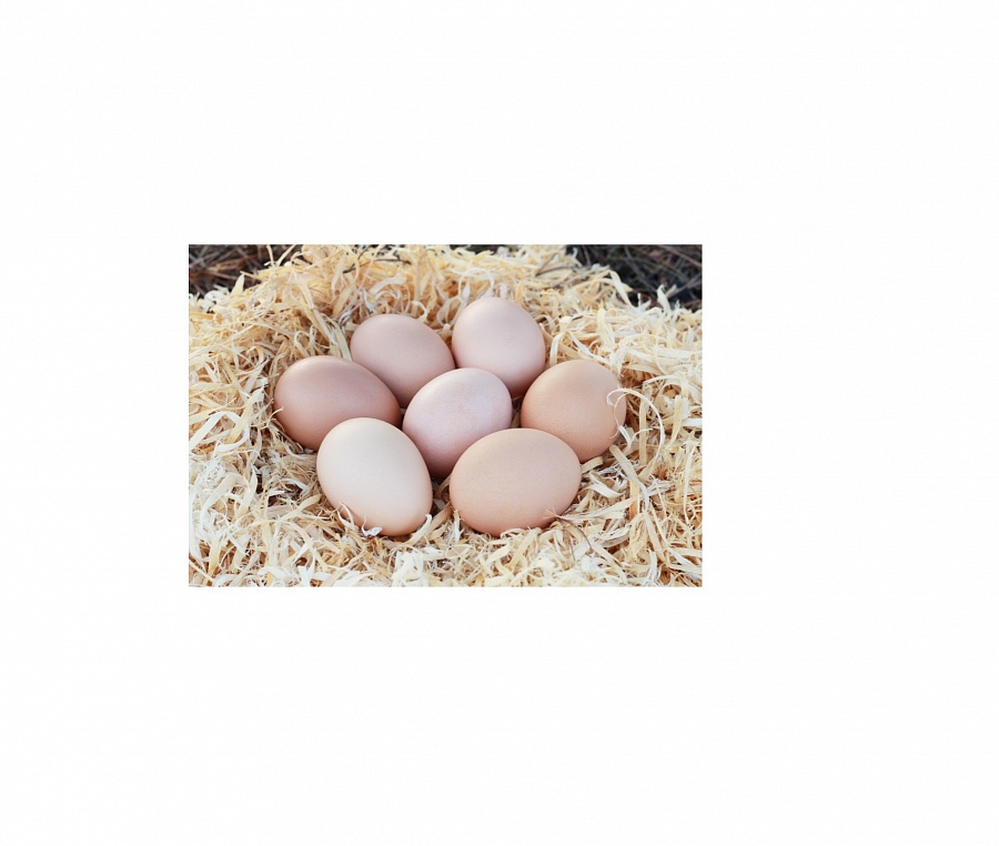 Яйца цесарки: польза и вред, калорийность, как выглядят, размер, вес, как правильно готовить и сколько варить, фото