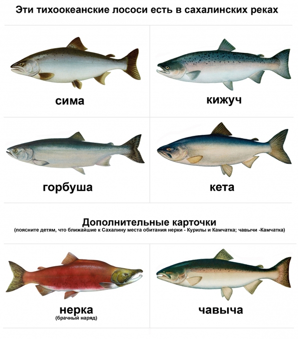 Горбуша, форель или семга: секреты выбора красной рыбы // нтв.ru